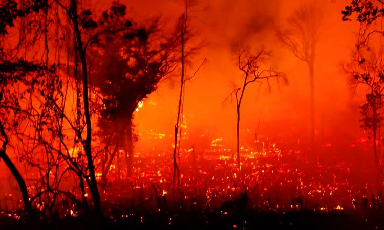 Amazonas Incendio Forestal