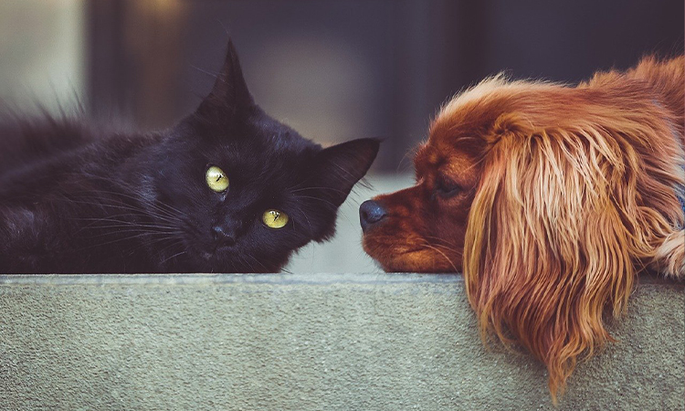 Artrosis en perros y gatos una enfermedad en crecimiento