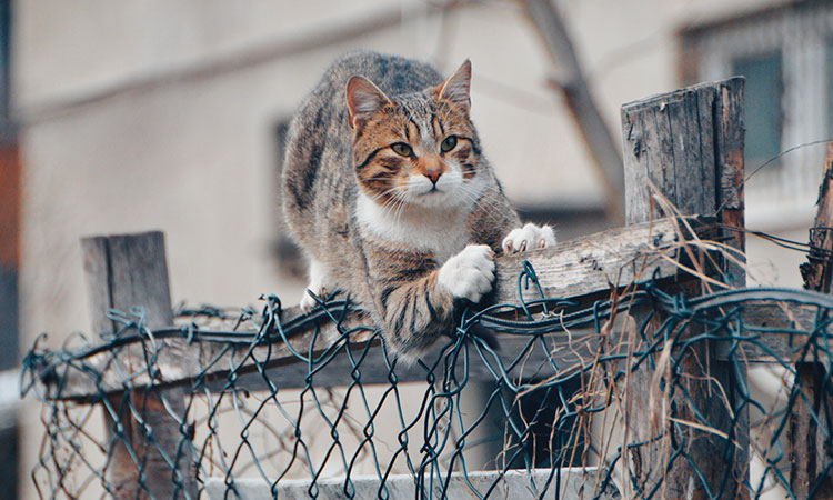 ¿Cómo evitar que un gato escape de casa?