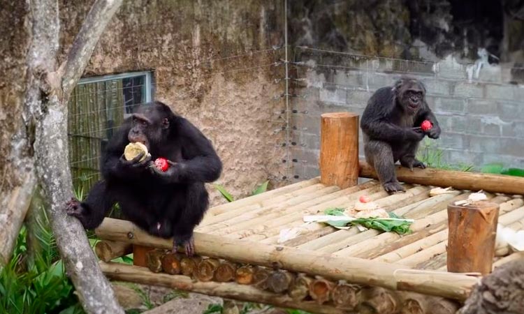 chimpancés muerte ukumarí