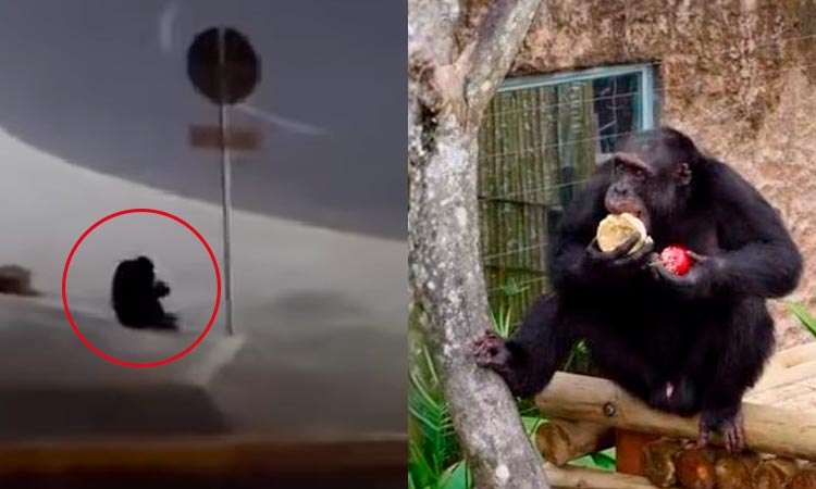 chimpancés ukumarí video