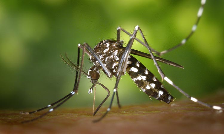 No paran de subir los casos de dengue en Cali