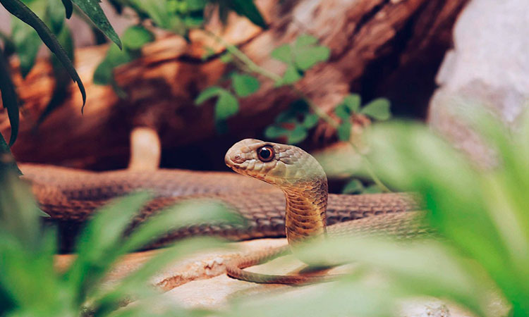 CVC busca preservar la vida de las serpientes en el Valle